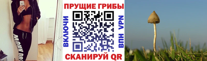 Галлюциногенные грибы Psilocybine cubensis  Каменногорск 